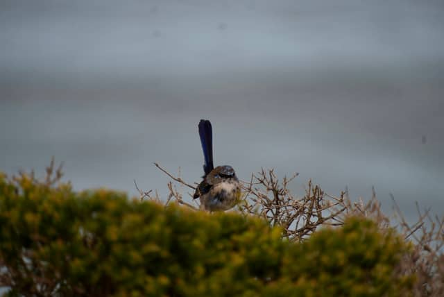Point Addis Marine National Park - Image 1