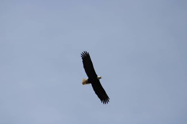 American Lake Bald Eagle Sighting - Image 1