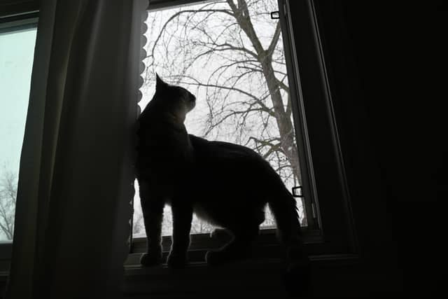 Residential Window View - Image 1