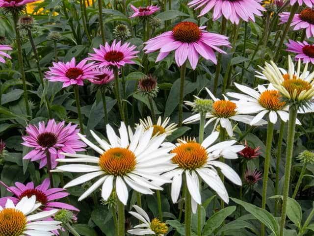 Devou Park Gardens - Image 1