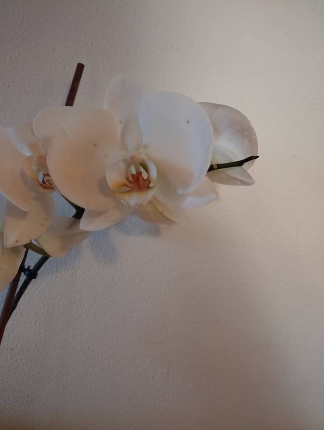 Indoor Orchid Detail - Image 1