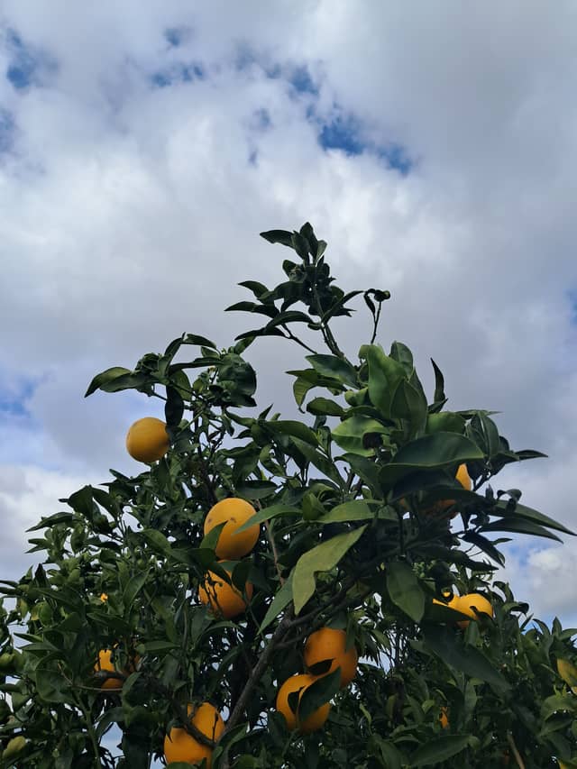 Nabatieh Citrus Orchard - Image 1
