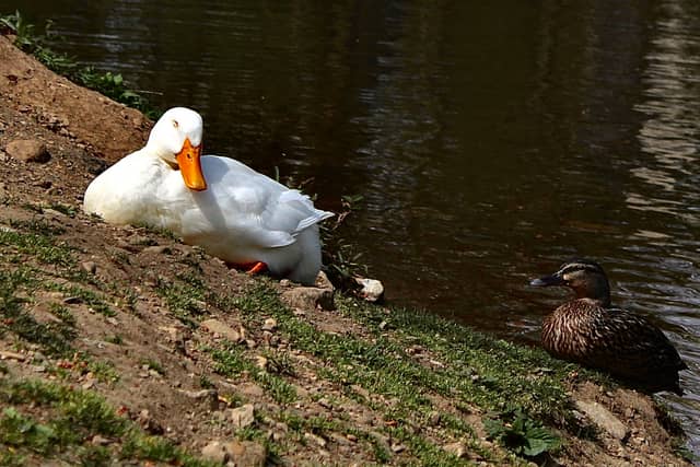Friendship Park Pond - Image 1