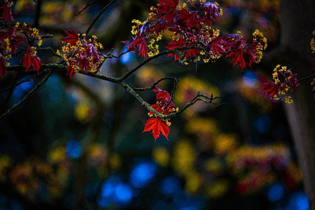 Exchange Road Maple Trees - Image 1