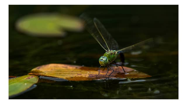 Meinerswijk Nature Reserve - Image 1