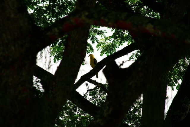 Jardín Botánico de la UTP - Image 1