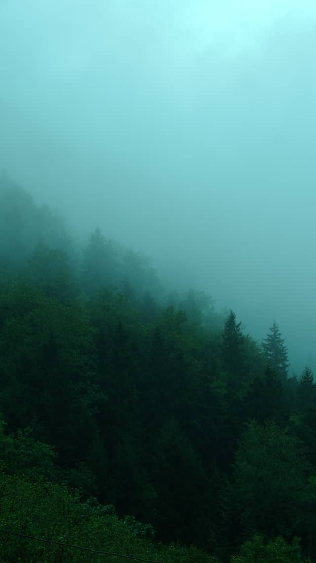 Koldere Misty Forest - Image 1