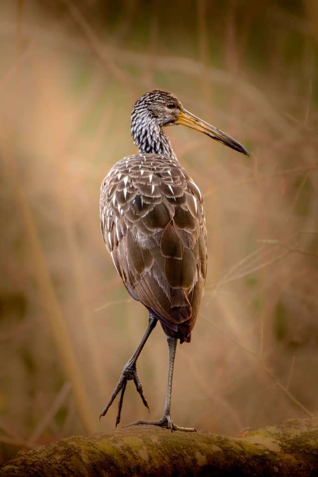 Astatula Wetlands - Image 1