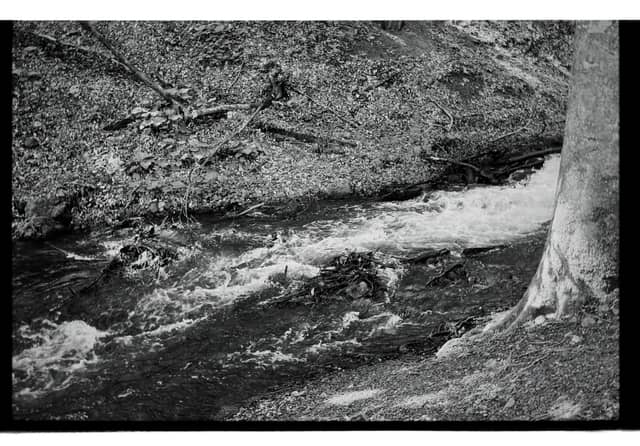 Bölükören Forest Stream - Image 1