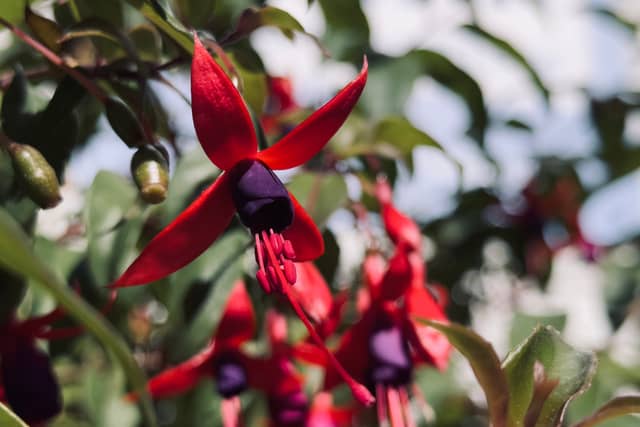 Mar del Plata Garden Blooms - Image 1