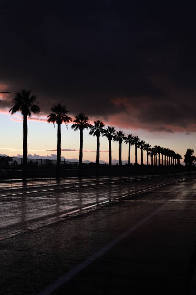Moreno Valley Palm Row - Image 1