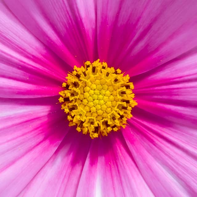 Blooming Petals Agri-Tourism Park - Image 1