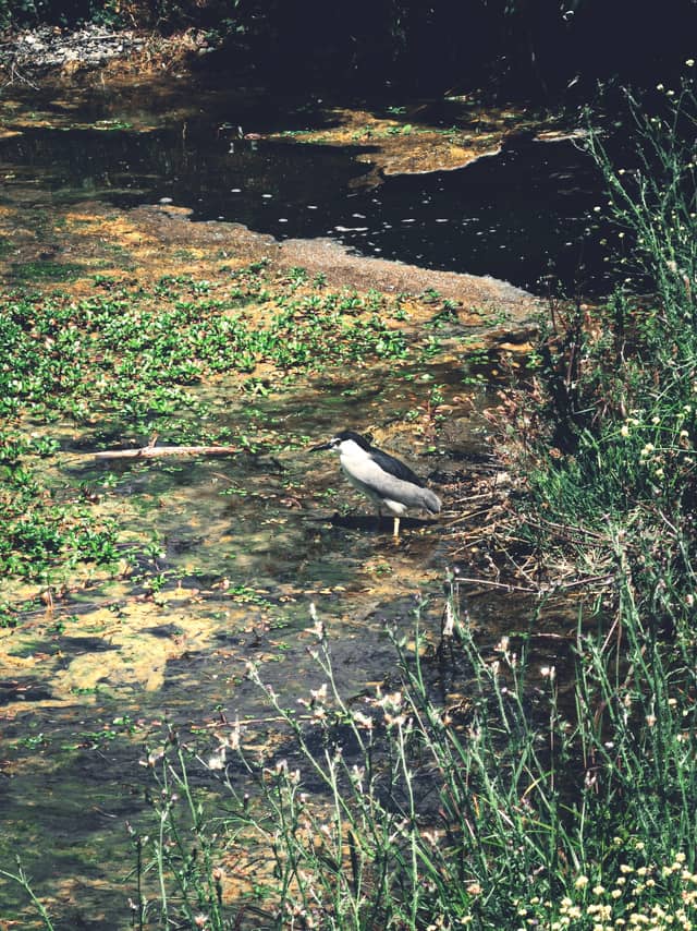 Los Gatos Creek Trail - Image 1