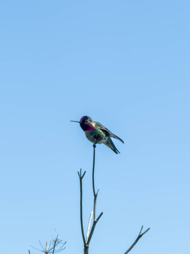 Palo Alto Baylands Nature Preserve - Image 1