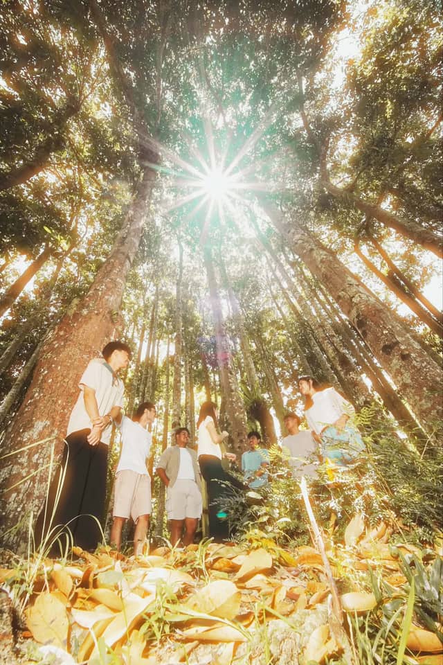 Aklan Forest Canopy - Image 1