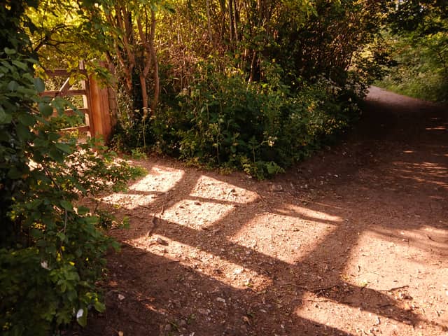 Chiltern Hills Woodland Path - Image 1
