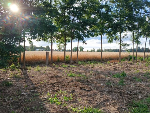 Huta Chodecka Wheat Fields - Image 1