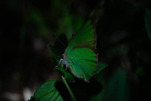Miglos Nature Trails - Image 1