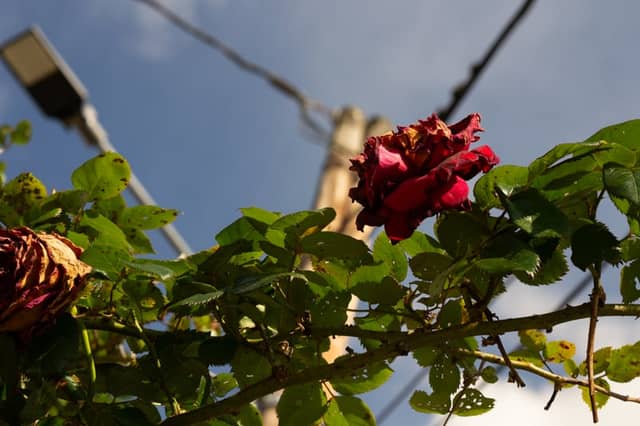 Miglos Village Garden - Image 1