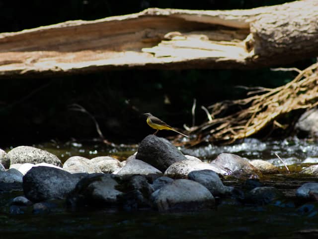 Ariège Riverbank near Unac - Image 1