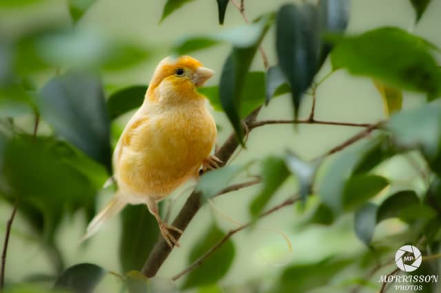 National Aviary - Image 1