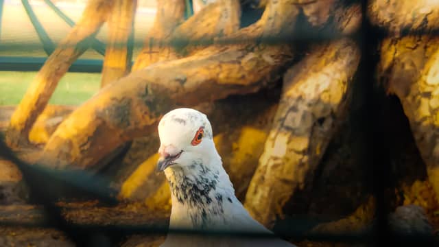 Purworejo Traditional Bird Market - Image 1