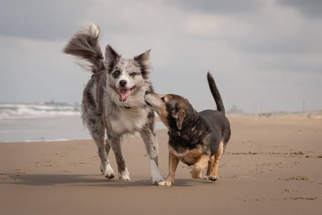 Zandvoort Beach - Image 1