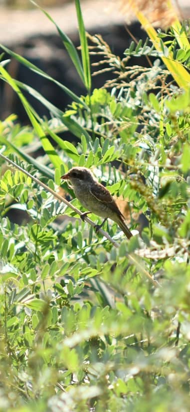 Tisza River Basin Wildlife - Image 1