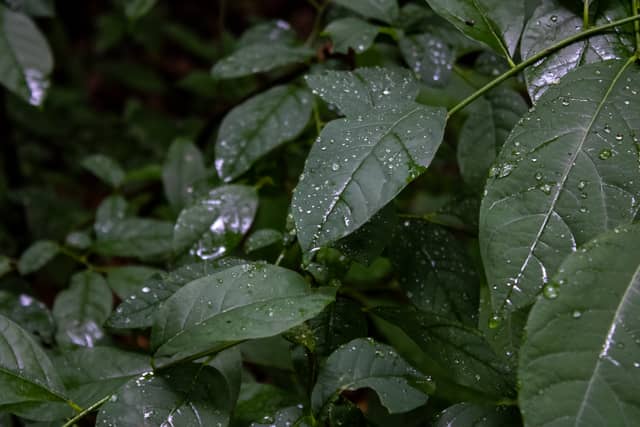 Galion Woodland Foliage - Image 1