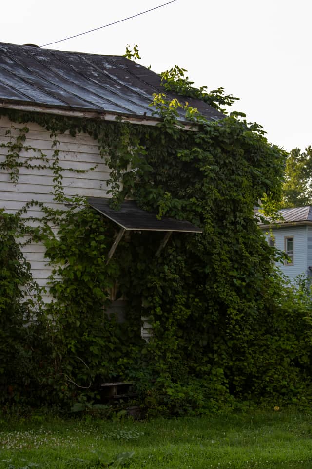 Overgrown White Cottage - Image 1