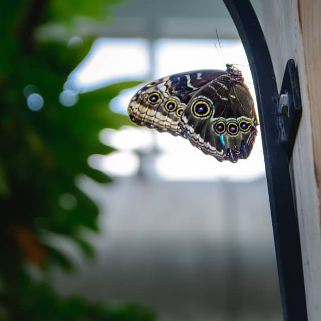 Tennessee Aquarium Butterfly Garden - Image 1