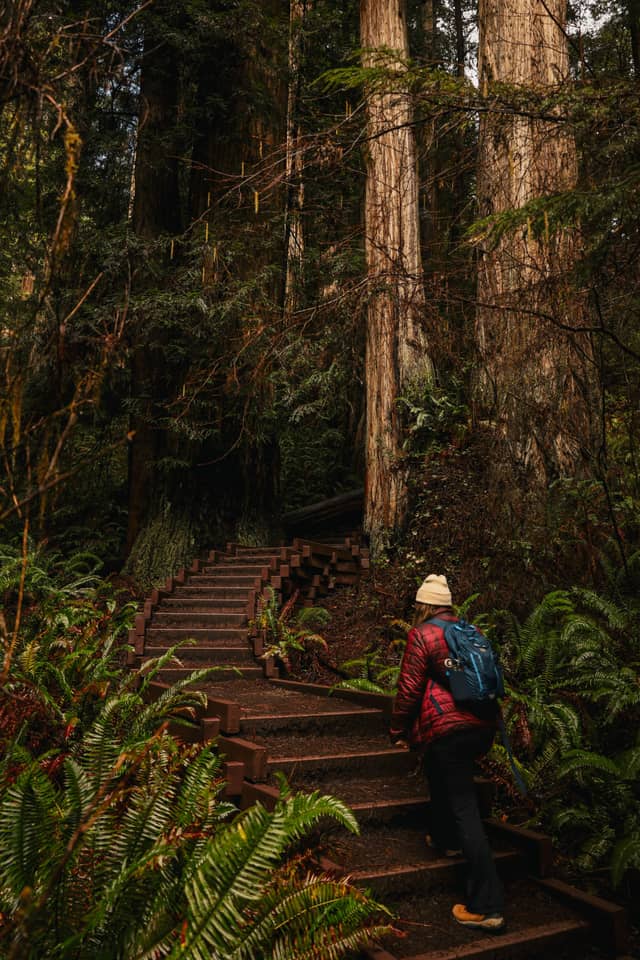 Jedediah Smith Redwoods State Park - Image 1