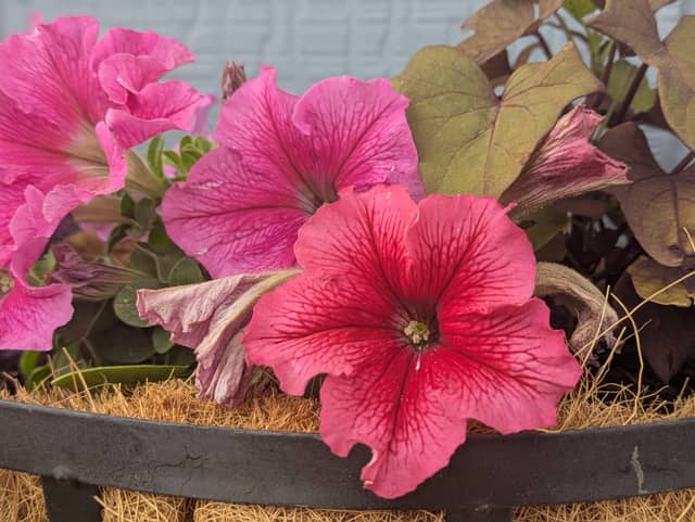 Cheyenne Garden Petunias - Image 1
