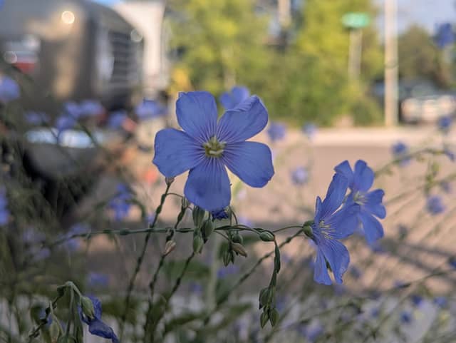 Cheyenne Garden Wildflowers - Image 1