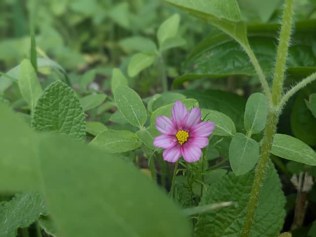 Cheyenne Garden Blooms - Image 1
