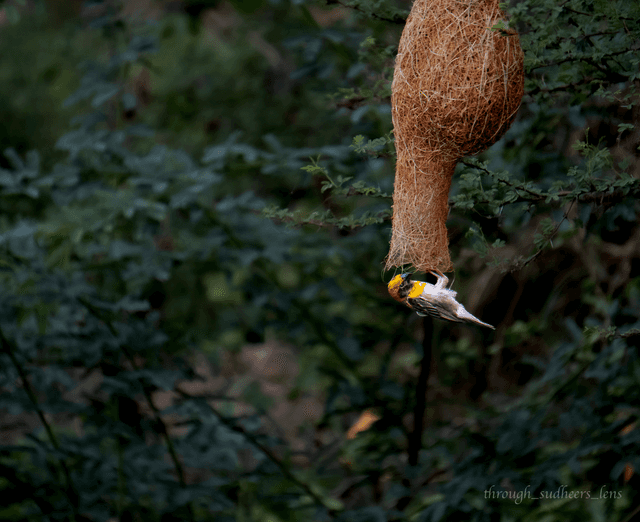 Baya Weaver Nesting Site, Hyderabad - Image 1
