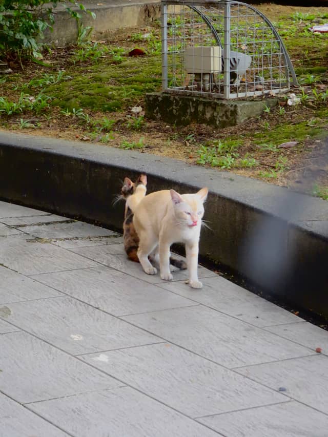 Johor Bahru Urban Park Cats - Image 1