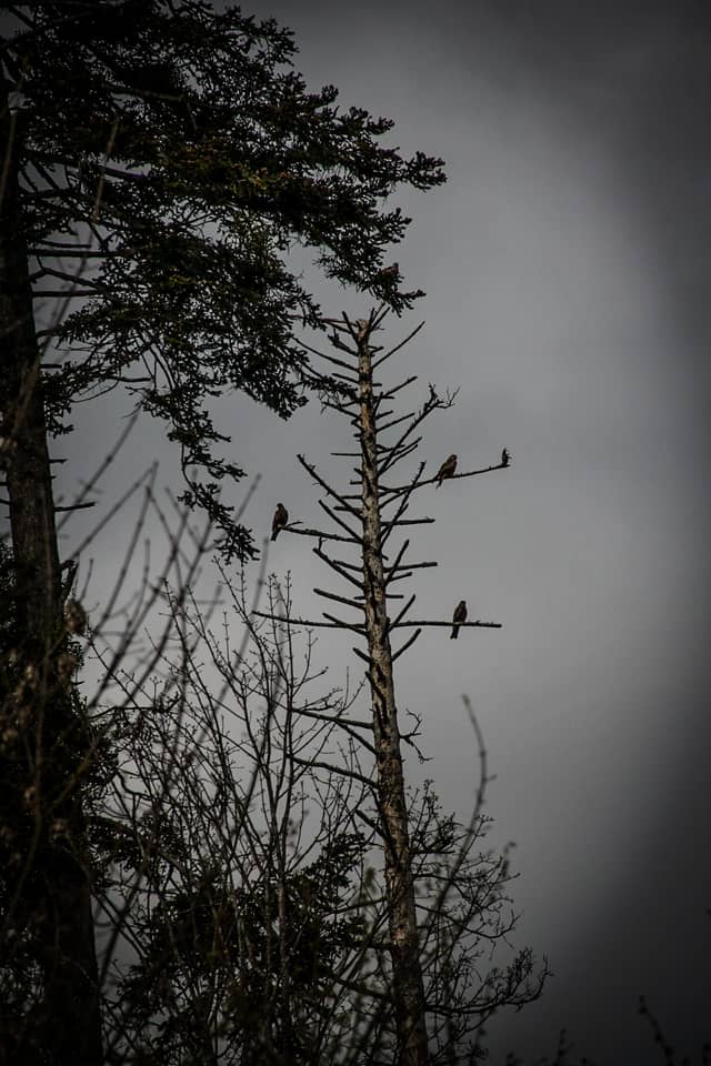 Ballaigues Forest Edge - Image 1