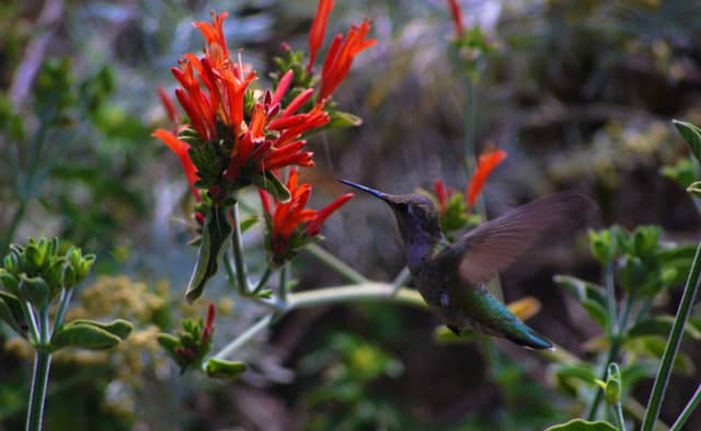 Los Angeles County Arboretum and Botanic Garden - Image 1