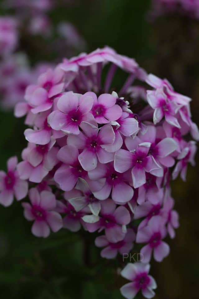 Erfurt Floral Garden - Image 1
