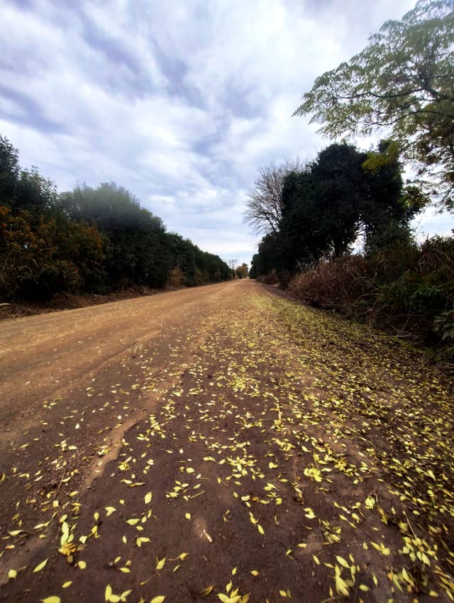 Avenida San Martín Tree Tunnel - Image 1