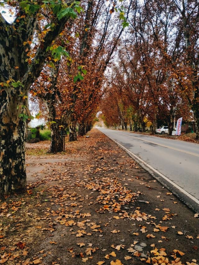 Avenida San Martín Tree Tunnel - Image 1