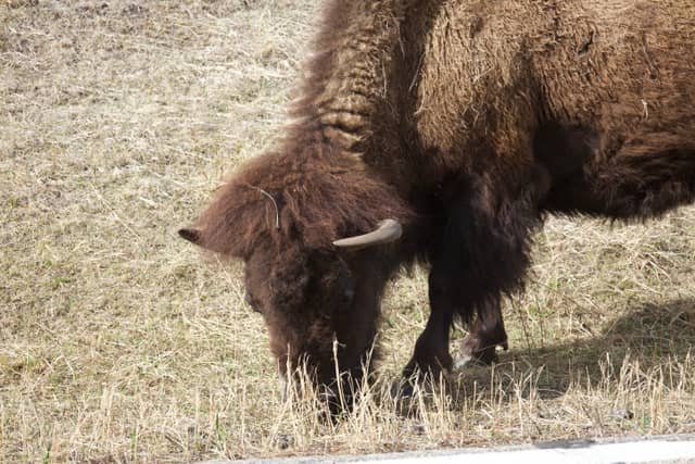 Custer State Park Wildlife Loop - Image 1