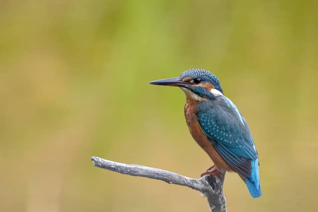 Réserve Ornithologique du Teich - Image 1