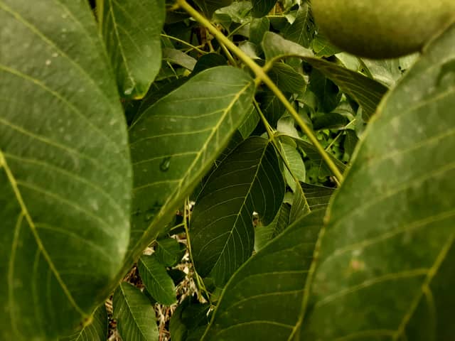 Kargaly Walnut Garden - Image 1