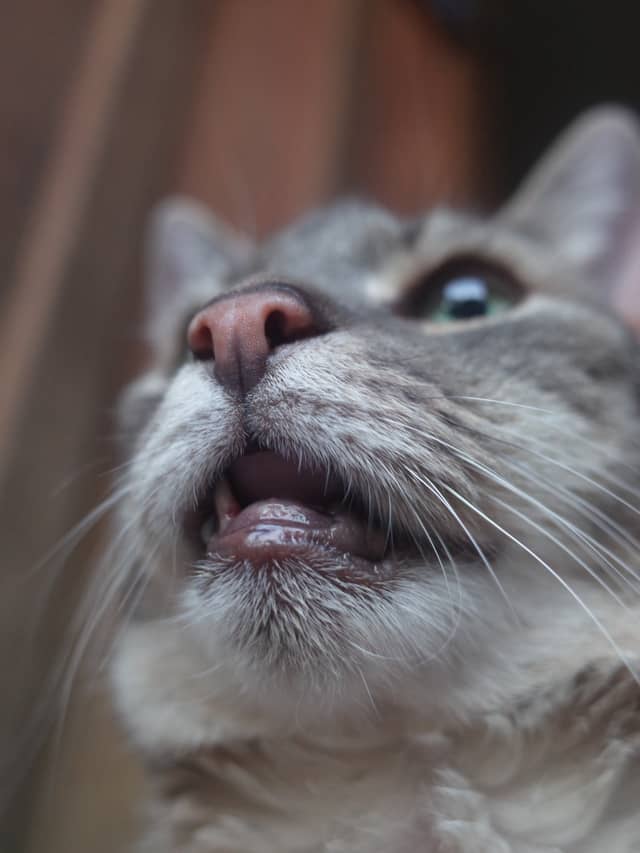 Farnham Garden Cat Study - Image 1