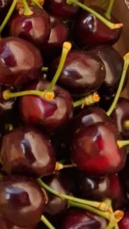 Mierlo Cherry Farm - Image 1