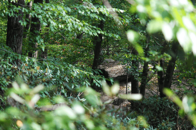 Cook Forest State Park - Image 1