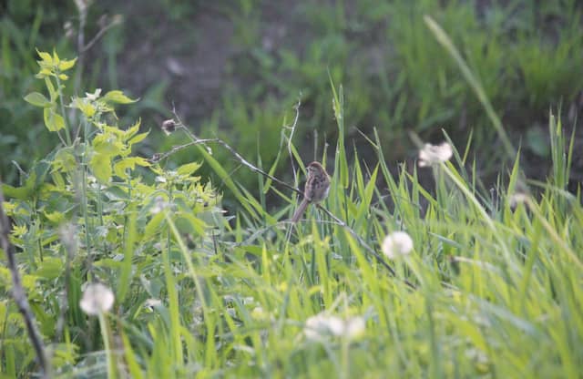 Oakridge Road Meadow - Image 1