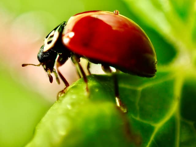 Oregon City Garden Macro - Image 1